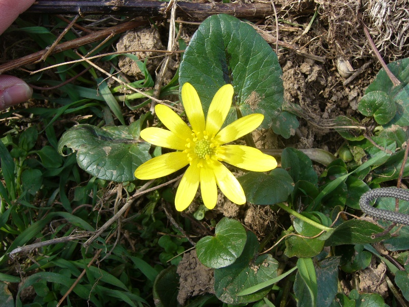 Ranunculus ficaria